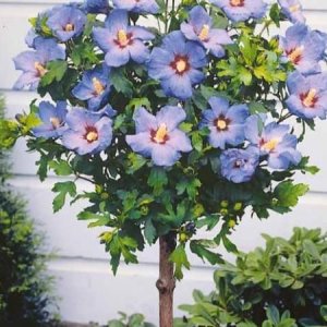 Ibištek sýrsky (Hibiscus Syriacus) ´BLUE CHIFFON´® - výška 130-150 cm, kont. C5L - NA KMIENKU